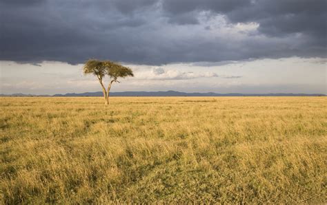 Grassland Ecosystem