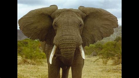 Nature Voices: Elephant trumpeting - YouTube