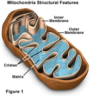 Molecular Expressions Cell Biology: Mitochondria