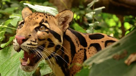 Clouded Leopard | San Diego Zoo Animals & Plants