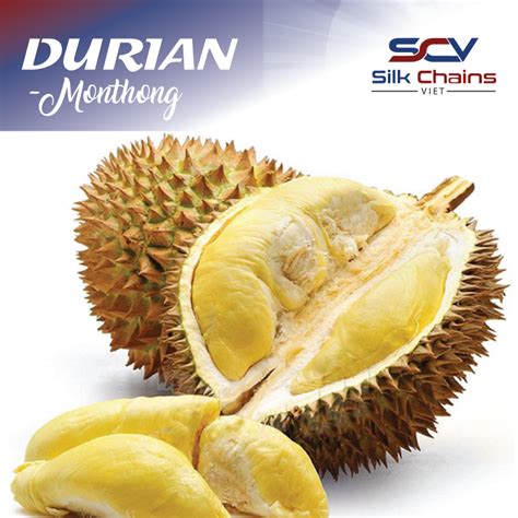 Premium Fresh Durian Monthong from Vietnam,Sri Lanka price supplier ...