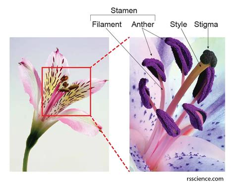 Pollen under a Microscope