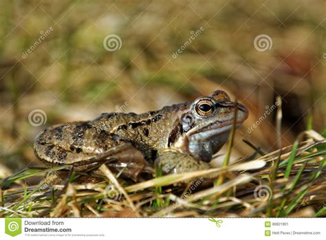 Marsh frog stock image. Image of animal, water, chordata - 89921901