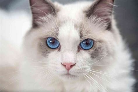 When Do Ragdoll Kittens’ Eyes Turn Blue? - Embora Pets