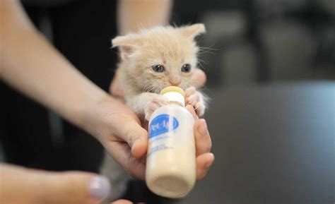 You Can Help Us Foster Kittens in Need of Bottle Feeding this Kitten ...