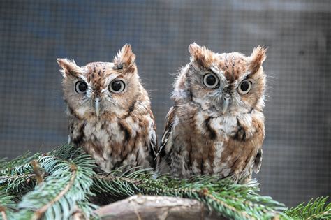 Rescued baby screech owls ready to leave the nest at Phoenix Wildlife ...