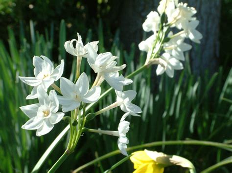 Paperwhite Narcissus Free Photo Download | FreeImages