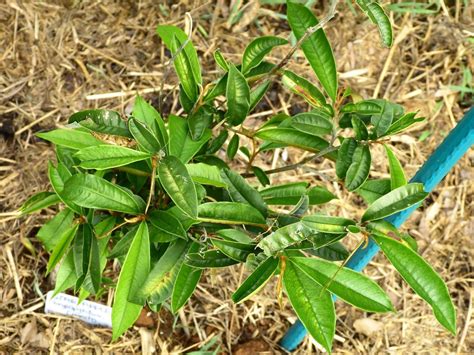 Star Apple Tree - Chrysophyllum cainito