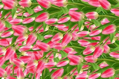 spring flowers tulips 9890099 Stock Photo at Vecteezy