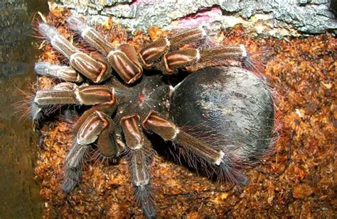 Goliath Birdeater - Description, Habitat, Image, Diet, and Interesting ...