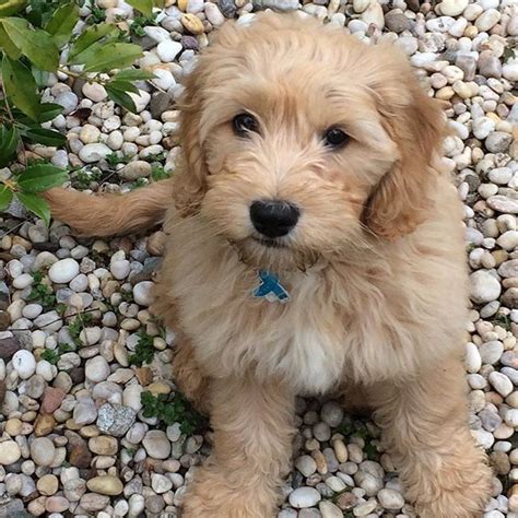 Goldendoodle: Golden Retriever + Poodle | Hybrid dogs, Golden retriever ...