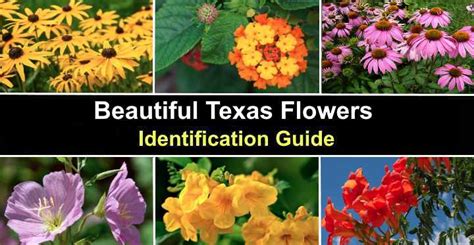 36 Texas Flowers With Pictures (Native and Non-Native) - Identification ...