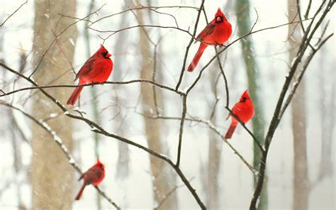 Download Snow Winter Cardinal Bird Animal Northern Cardinal HD Wallpaper