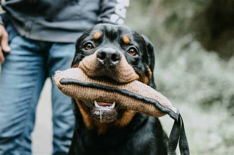 Rottweiler Bite Force: Is it The Strongest? - Pet Spruce