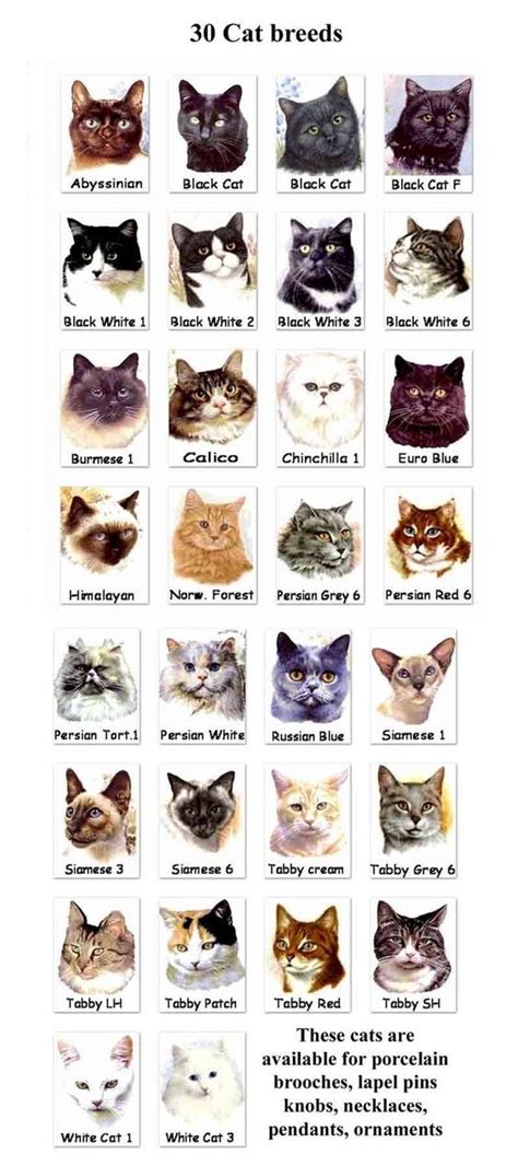 Persian Cat Weight Chart - Pets Lovers