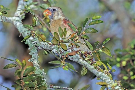 Northern Cardinal juv. | Texas | George Nobles | Flickr