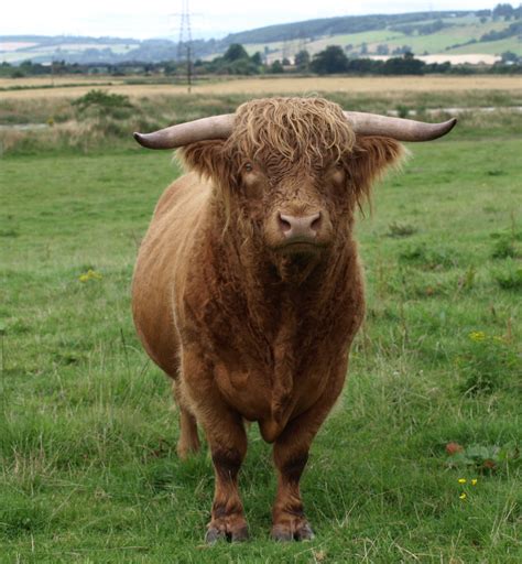 File:Highland Cattle bull.jpg - Wikipedia