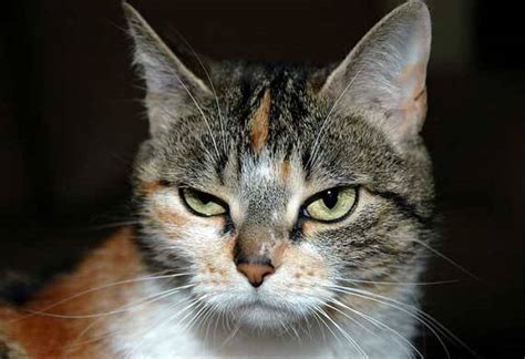 How Your Cat's Behavior May Change with Age | PetMD