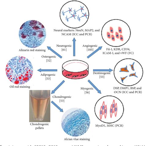 [PDF] Potential Roles of Dental Pulp Stem Cells in Neural Regeneration ...