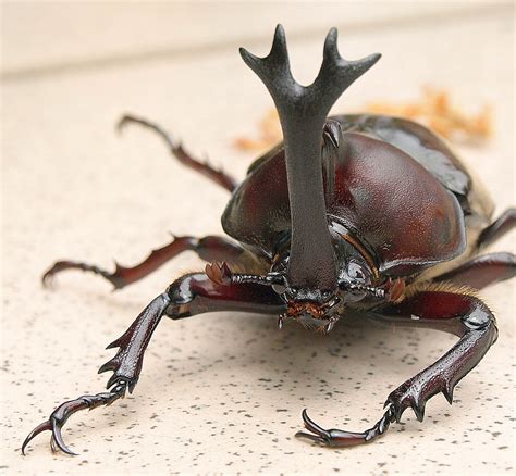 Rhinoceros Beetle 3 | A local Rhinoceros bettle, face on, Ta… | Flickr