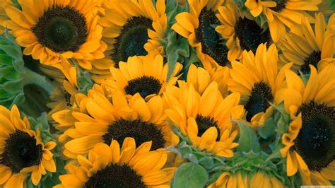 Sunflower Wallpapers (72+ images)