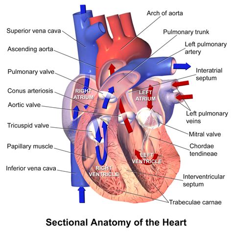 ARTERY VEIN - JapaneseClass.jp