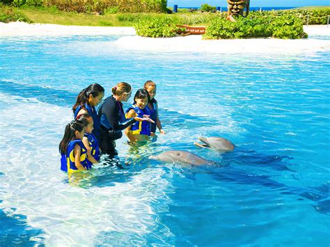 Dolphin Encounter on Oahu | Swim with Dolphins | Sea Life Park Hawaii