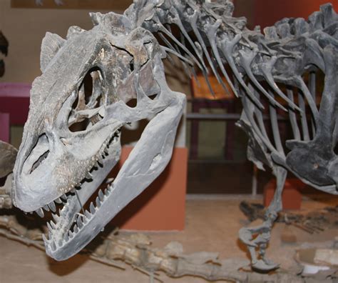 Allosaurus - Fossil Wiki, the paleontology wiki