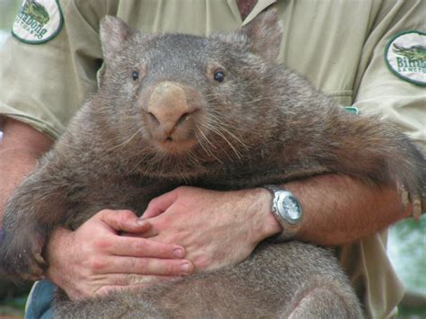 Why do wombats do cube-shaped poo? - Business news - NewsLocker