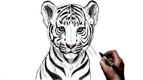 How To Draw A Realistic Baby Tiger