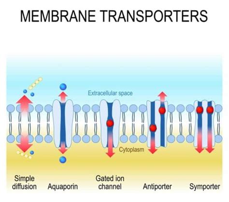 4 Types of Passive Transport (Plus Vital Facts) – Nayturr