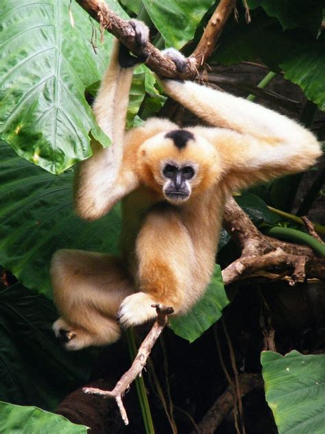 Hainan crested gibbon (Nomascus hainanus) – New Scientist