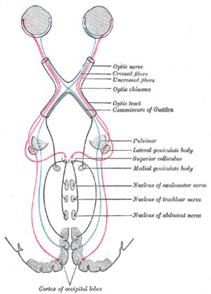 Tectospinal Tract - Physiopedia