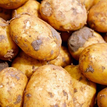 34 Common Potato Growing Problems and Solutions - Agriculture In Zambia