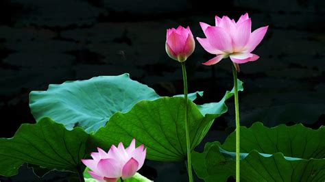 Lotus Flower Wallpapers - Top Free Lotus Flower Backgrounds ...