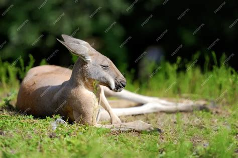 Premium Photo | Close young kangaroo in grass