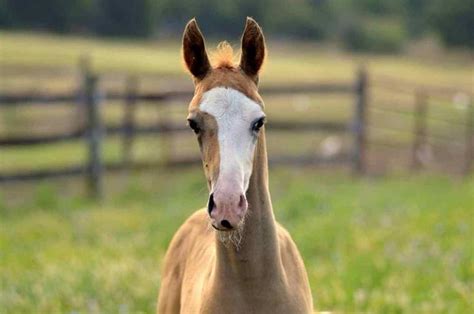 25 Horse Markings and Their Meaning - Seriously Equestrian