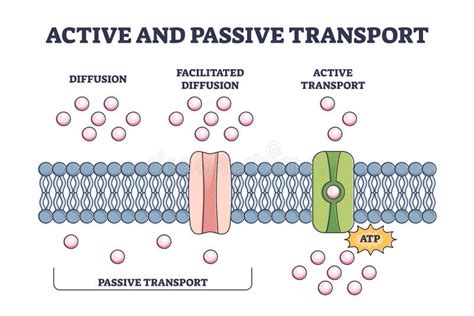 Filtration Passive Transport