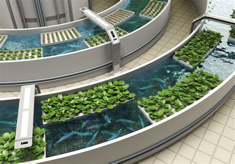 20 Best Plants for Aquaponics