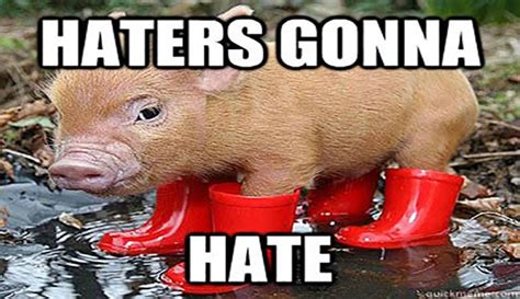 15 Very Funny Pig Memes | Funny pig pictures, Funny pigs, Funny animals ...