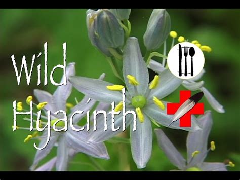 Is Hyacinth Edible? - StuffSure