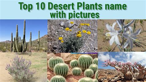 Desert plants name | desert plants pictures | marusthali paudhe ka naam ...