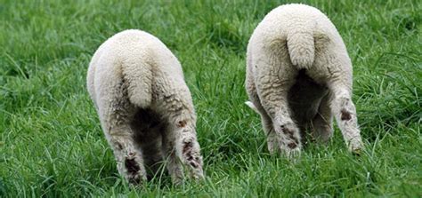 Sheep welfare | Compassion in World Farming