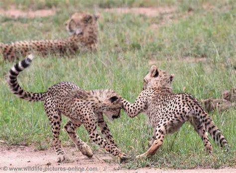 Cheetah Cubs Practise Hunting Skills