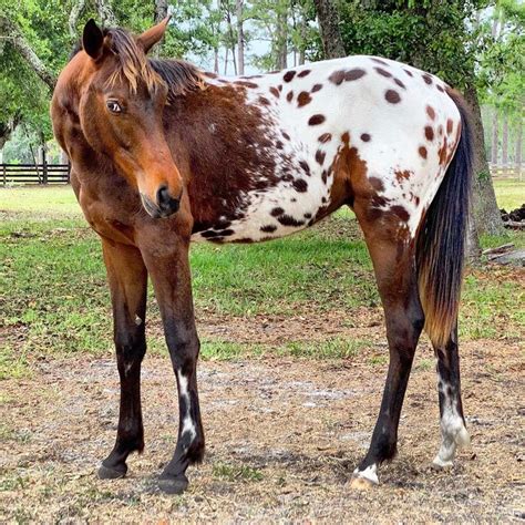 Appaloosa Horse | Appaloosa horses, Horses, Animals and pets