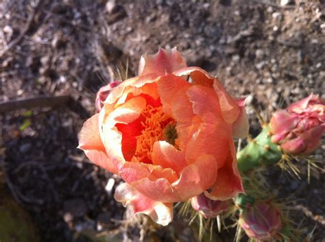 Peyote Ceremony Experience | Peyote Ceremony Facts | Desert Spirit ...