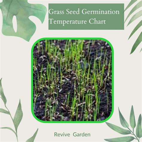 Grass Seed Germination Temperature Chart - Revive Garden