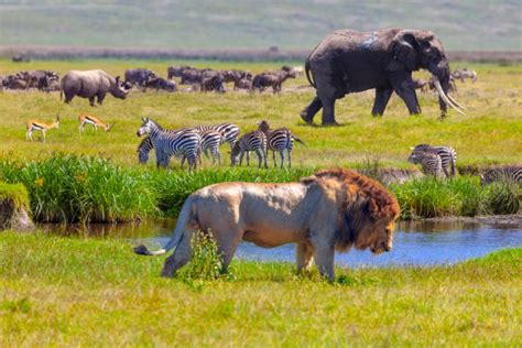 Serengeti National Park | Tanzania Safari Destinations