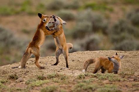 Tips for Photographing Wildlife Interaction - Apogee Photo Magazine