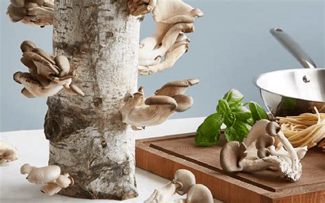 The 9 Best Mushroom Growing Kits and Logs | Taste of Home